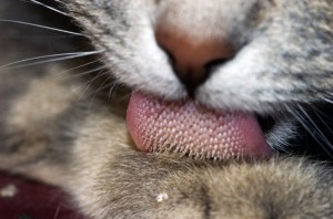 Cat_tongue_macro
