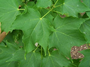 800px-Acer_saccharum_leaves