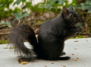 Black squirrel in Santa Clara, CA. Source: Wikimedia Commons. 