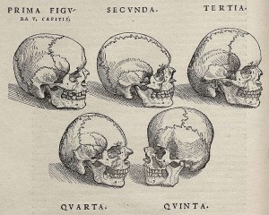 Vesalius' skulls. Public domain via Wikimedia Commons.