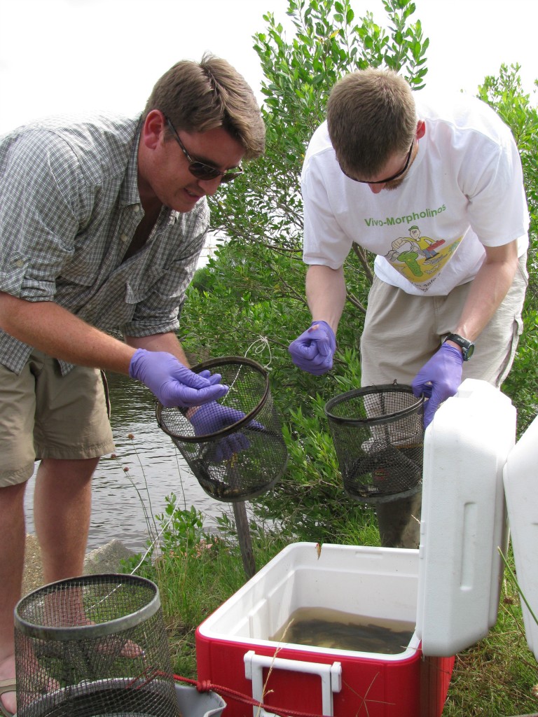 Bryan and a former labmate (Dr. Cole Matson) collecting mummichogs at a polluted site in Portsmouth, VA. Courtesy of Bryan Clark.